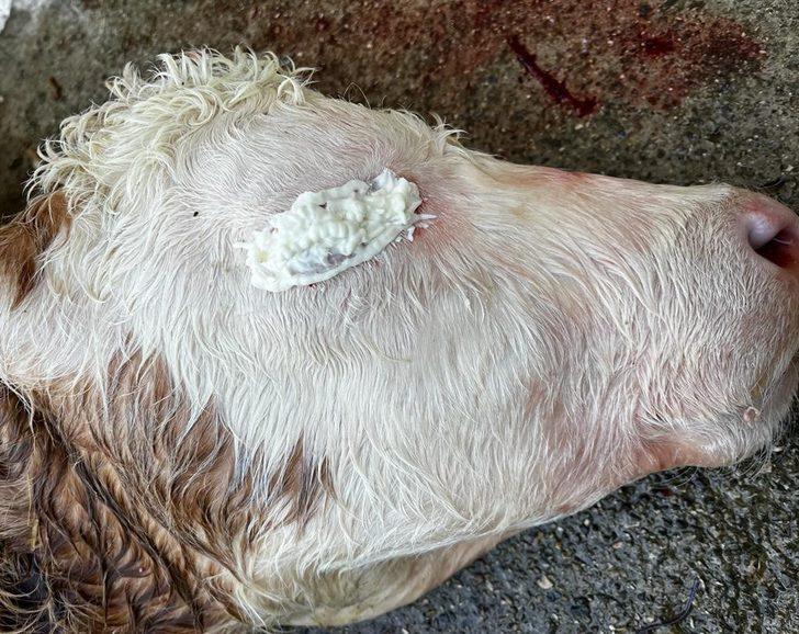 Buzağının gözünden çıkan şey şoke etti! Doktor da şaşkına döndü: Böyle bir vakayı ilk kez görüyorum G2