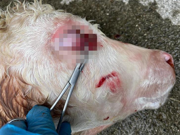 Buzağının gözünden çıkan şey şoke etti! Doktor da şaşkına döndü: Böyle bir vakayı ilk kez görüyorum G3