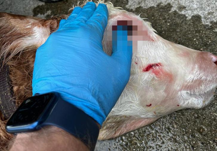 Buzağının gözünden çıkan şey şoke etti! Doktor da şaşkına döndü: Böyle bir vakayı ilk kez görüyorum G4