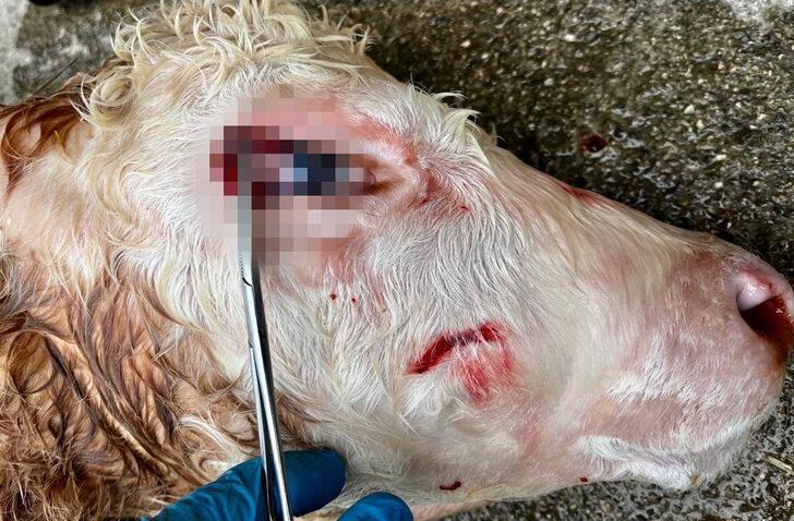 Buzağının gözünden çıkan şey şoke etti! Doktor da şaşkına döndü: Böyle bir vakayı ilk kez görüyorum G5