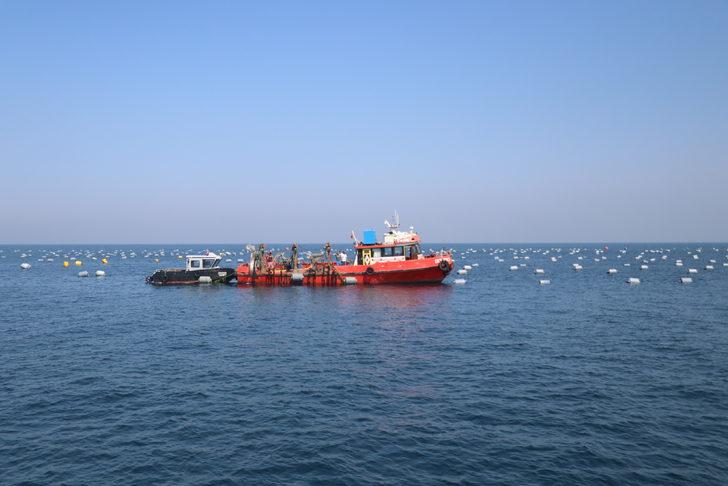 Yalova'da kurulan midye çiftliklerinde hasat başladı G3