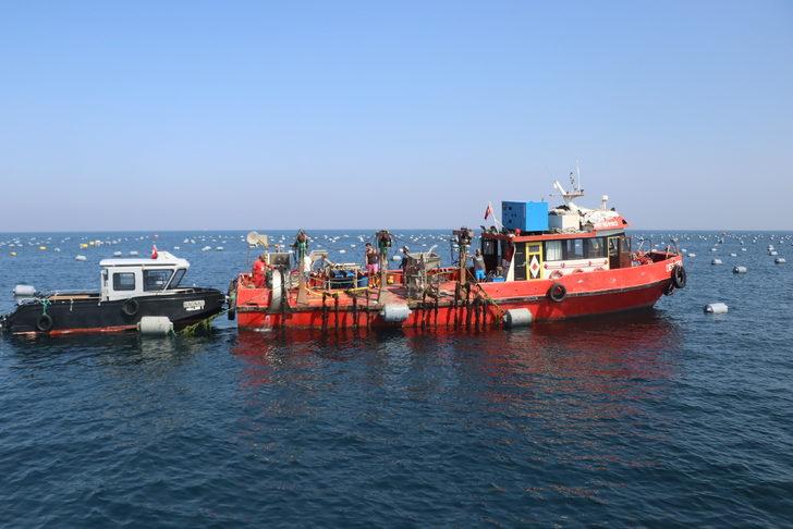 Yalova'da kurulan midye çiftliklerinde hasat başladı G4
