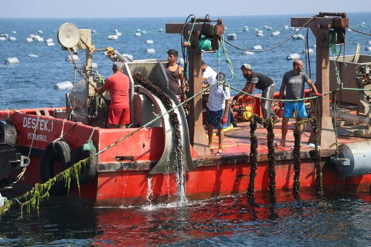 Yalova'da kurulan midye çiftliklerinde hasat başladı G5