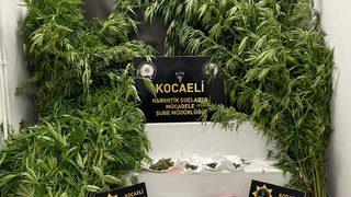 Kocaeli'de orakla Hint keneviri biçerken yakalanan kişi gözaltına alındı