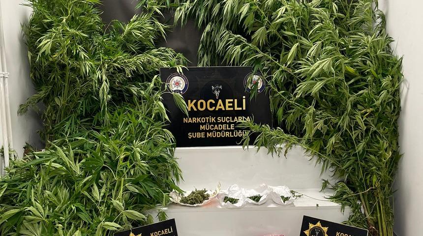 Kocaeli'de orakla Hint keneviri biçerken yakalanan kişi gözaltına alındı