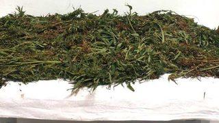 Adana'da orman arazisinde Hint keneviri yetiştiren 2 zanlı yakalandı