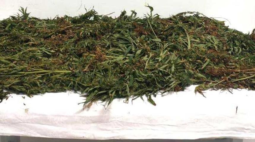 Adana'da orman arazisinde Hint keneviri yetiştiren 2 zanlı yakalandı