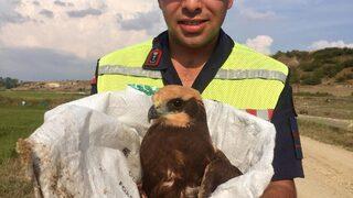 Edirne'de jandarma ekiplerince yaralanmış bulunan kartal tedaviye alındı