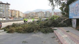 Hatay'da devrilen ağacın altında kalan motosikletteki 2 kişi yaralandı