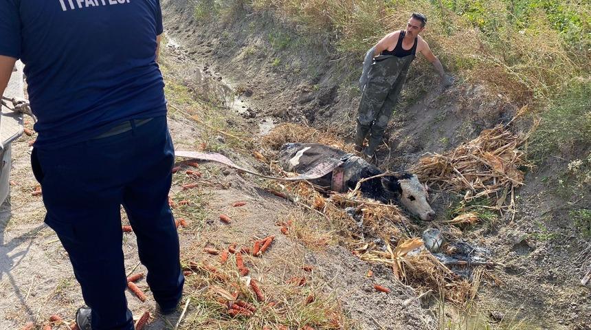 Hatay'da bataklığa saplanan ineği itfaiye kurtardı