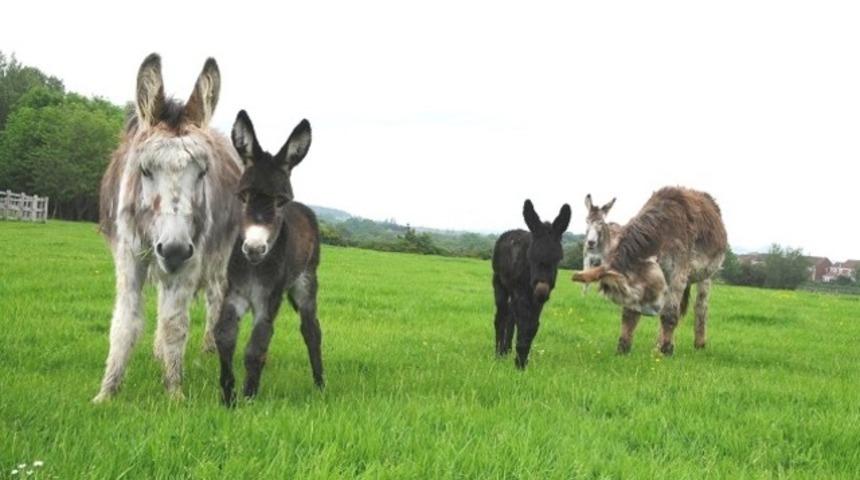 Çiftlik Oyunları: Ayın çiftçisini arıyoruz!