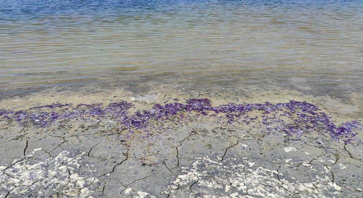 Türkiye'nin 7'nci büyük gölü! Burdur Gölü sahili mor renge büründü G2