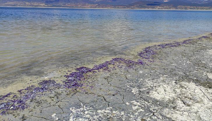 Türkiye'nin 7'nci büyük gölü! Burdur Gölü sahili mor renge büründü G1