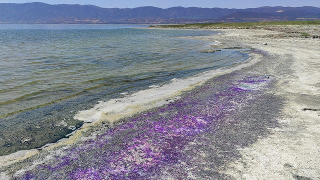 Türkiye'nin 7'nci büyük gölü! Burdur Gölü sahili mor renge büründü