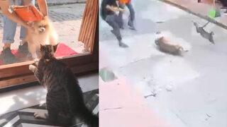 Bu kedi adı gibi panter! Köpeklere saldırıyor, sokaktan geçmelerine izin vermiyor