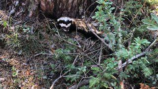 Bolu'da alaca sansar görüldü