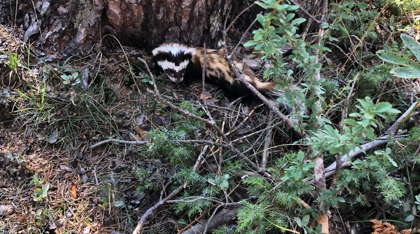 Bolu'da alaca sansar görüldü