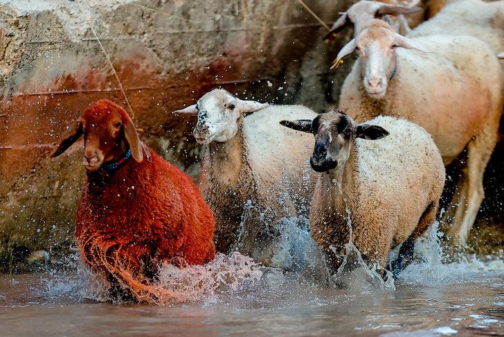 Burdur'da "sudan koyun geçirme" yarışması yapıldı G1