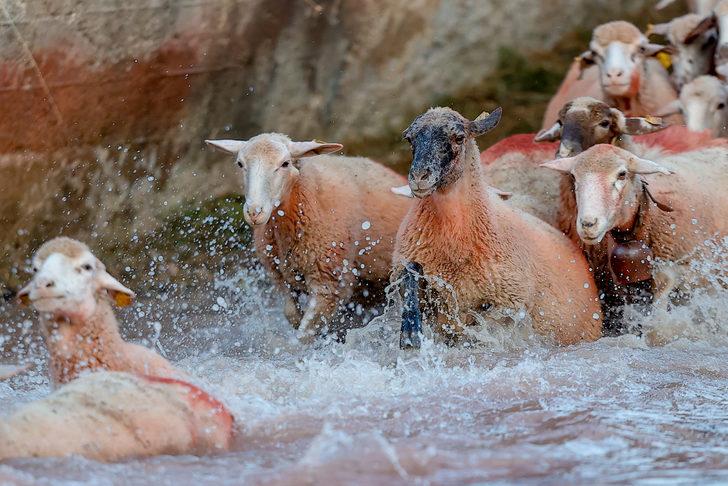Burdur'da "sudan koyun geçirme" yarışması yapıldı G4