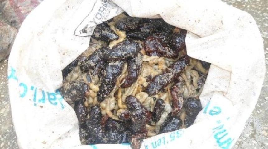 Enez&rsquo;de 1 ton ka&ccedil;ak deniz patlıcanı ele ge&ccedil;irildi