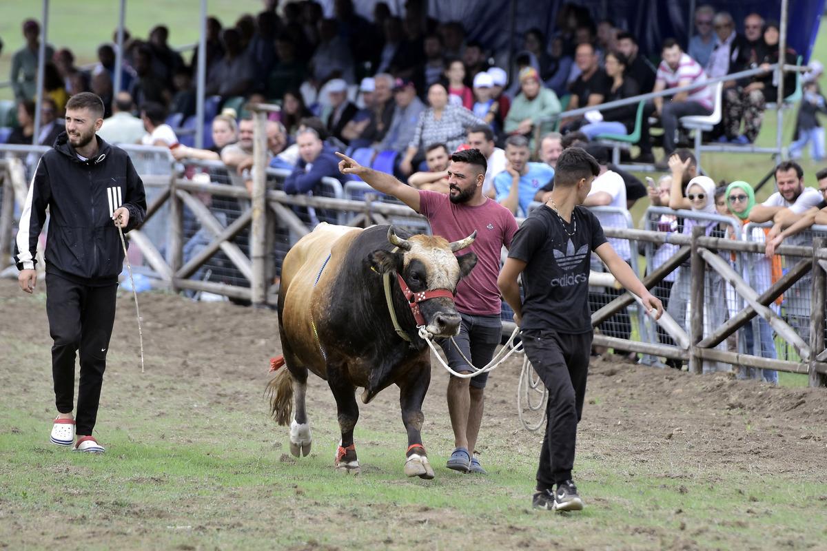Osmanlı'nın savaşlara hazırlandığı Kocayayla'da boğa g&uuml;reşi festivali d&uuml;zenlendi