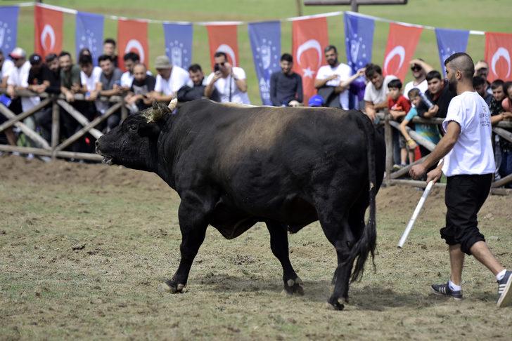 Osmanlı'nın savaşlara hazırlandığı Kocayayla'da boğa güreşi festivali düzenlendi G3