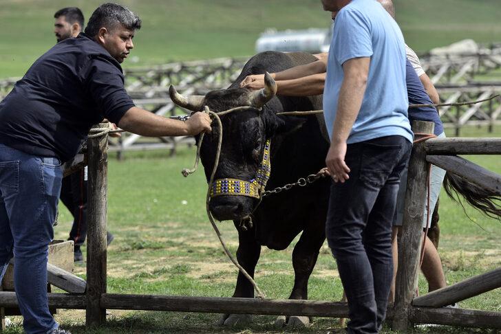 Osmanlı'nın savaşlara hazırlandığı Kocayayla'da boğa güreşi festivali düzenlendi G4