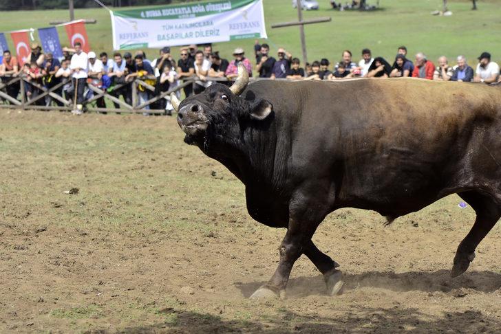 Osmanlı'nın savaşlara hazırlandığı Kocayayla'da boğa güreşi festivali düzenlendi G5