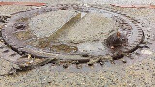 Fare rögar kapağına sıkıştı, vatandaşlar imdadına koştu! Şaşkına çeviren görüntü