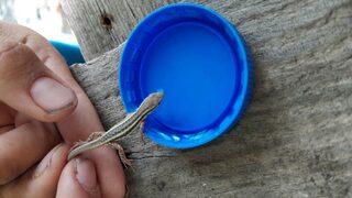 Sıcaktan bunalan yavru kertenkeleye şişe kapağıyla su içirdi