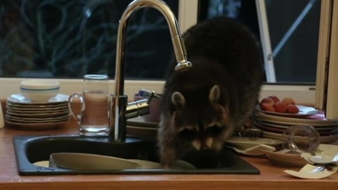 Hayvanlar insan gibi davranırsa