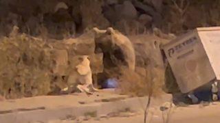 Sarıkamış’ta sıradan bir gün! Boz ayının caddedeki rahatlığı güldürdü