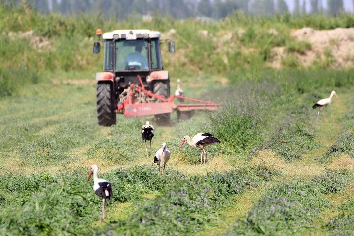 Iğdır'da çiftçilerin hasat yaptığı tarlalarda leylekler de payına düşeni alıyor G1