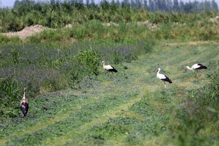 Iğdır'da çiftçilerin hasat yaptığı tarlalarda leylekler de payına düşeni alıyor G2