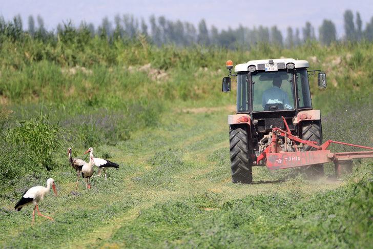 Iğdır'da çiftçilerin hasat yaptığı tarlalarda leylekler de payına düşeni alıyor G3