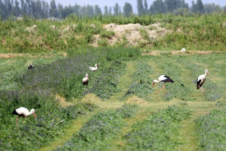Iğdır'da çiftçilerin hasat yaptığı tarlalarda leylekler de payına düşeni alıyor G4