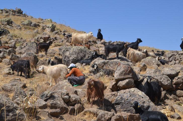 Muş'ta berivanlar hayvanlarını sağmak için at sırtında kilometrelerce yol kat ediyor G5