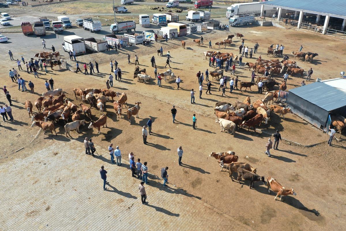 Şap hastalığı nedeniyle kapatılan Kars'taki canlı hayvan pazarları a&ccedil;ıldı
