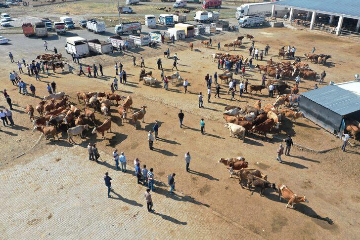 Şap hastalığı nedeniyle kapatılan Kars'taki canlı hayvan pazarları açıldı G1