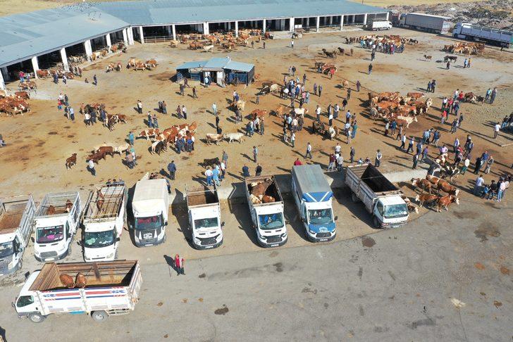 Şap hastalığı nedeniyle kapatılan Kars'taki canlı hayvan pazarları açıldı G2