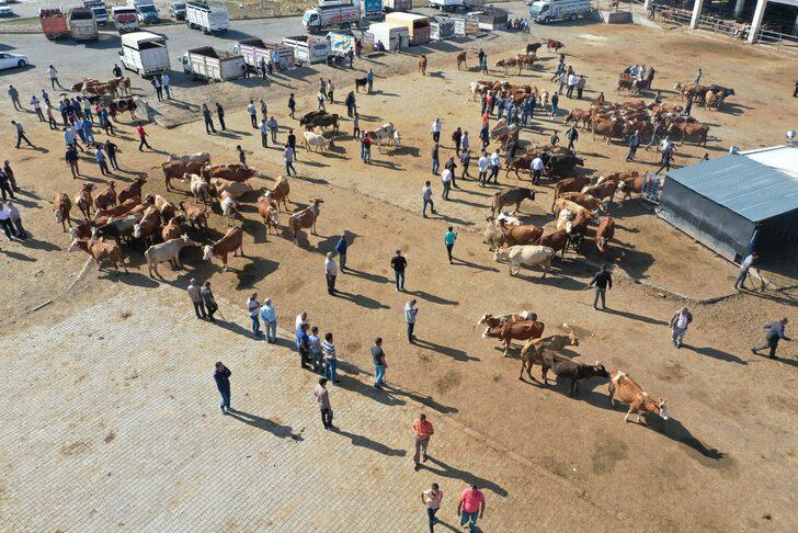 Şap hastalığı nedeniyle kapatılan Kars'taki canlı hayvan pazarları açıldı G3