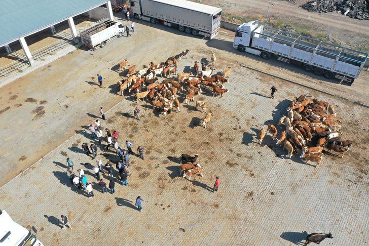 Şap hastalığı nedeniyle kapatılan Kars'taki canlı hayvan pazarları açıldı G4