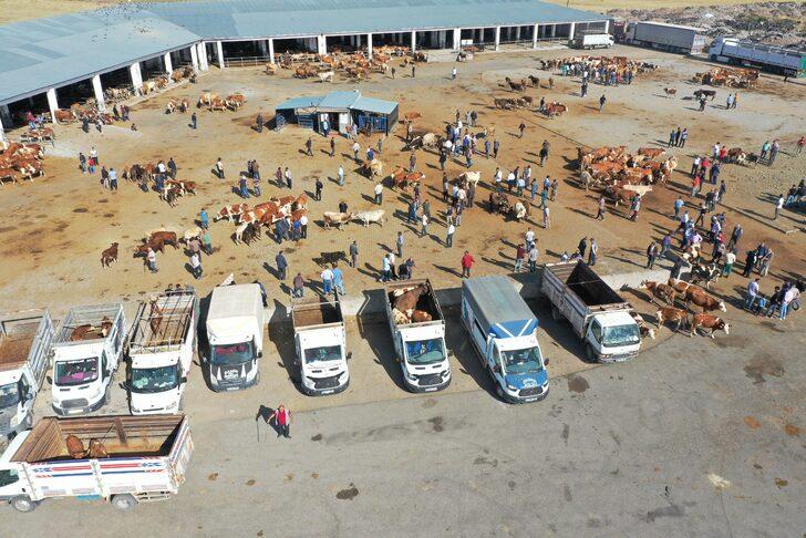 Şap hastalığı nedeniyle kapatılan Kars'taki canlı hayvan pazarları açıldı G5