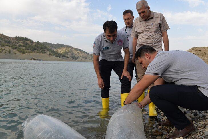 Kahramanmaraş'ta baraj ve göletlere 1 milyon 489 bin sazan yavrusu bırakıldı G4