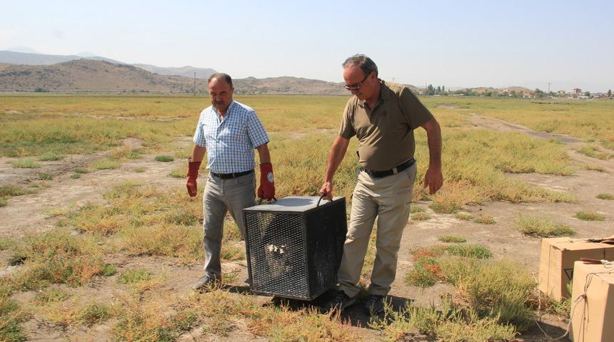 Kayseri'de tedavileri tamamlanan 6 leylek doğaya salındı