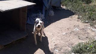 Konya'da pitbull besleyen kişiye 14 bin 982 lira para cezası kesildi