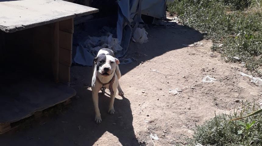 Konya'da pitbull besleyen kişiye 14 bin 982 lira para cezası kesildi