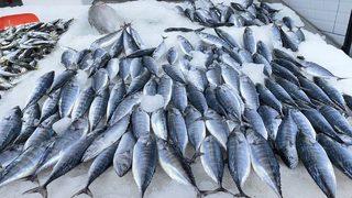 Karadeniz'de deniz suyu sıcaklığı balık avcılığını olumsuz etkiledi