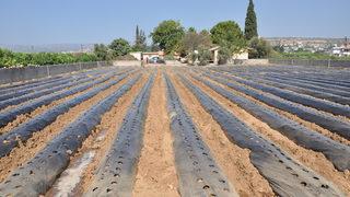 Mersin'de öğrenciler atıl durumdaki okul bahçesinde çilek yetiştirecek