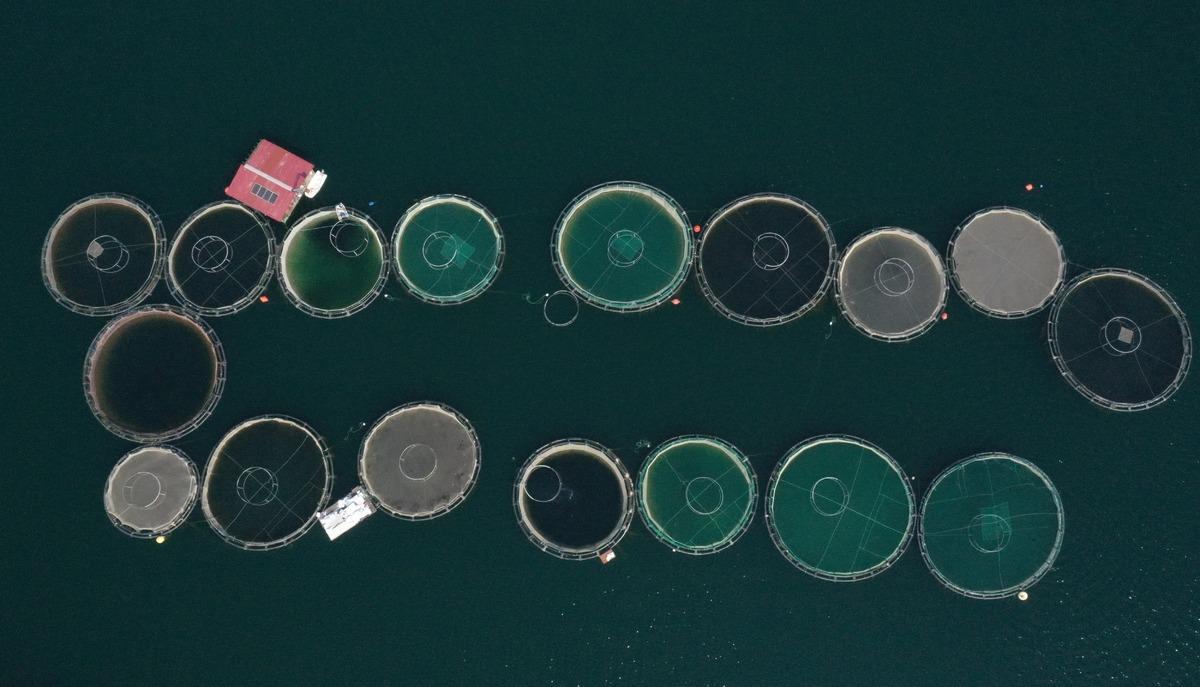 Denize kıyısı olmayan Kahramanmaraş'ta balık festivali d&uuml;zenlenecek